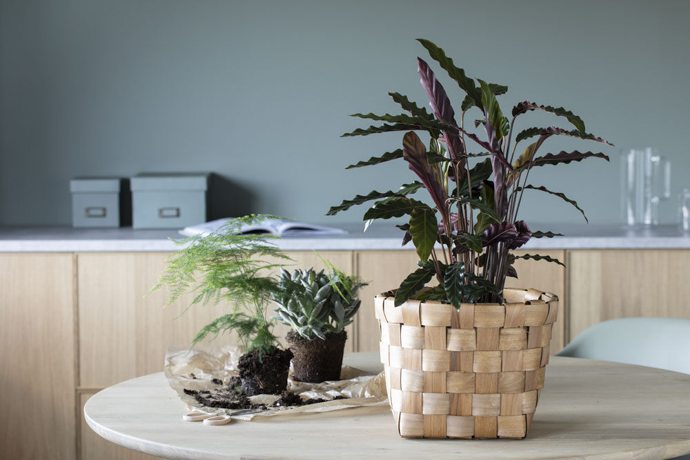 Stilig med Calathea i neverkurv. Stilig med Calathea i neverkurv.